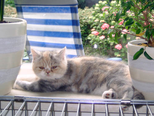 Athina van Syltin's Huis: Exotic poes, Blue créme silver tabby/white
